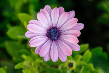 Obraz premium pink daisy flower