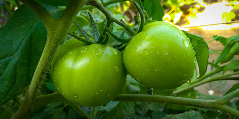 green tomatoes on a branch