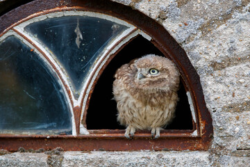 Little Owl (Athene noctua) juvenile sitting in a window of an old barn in the Netherlands. 