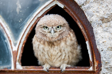 Little Owl (Athene noctua) juvenile sitting in a window of an old barn in the Netherlands.  © henk bogaard