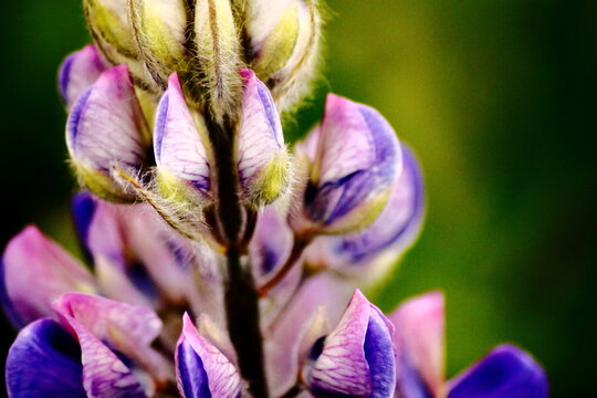 Close-Up of Lupine