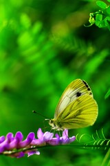 Motyl na fioletowym kwiatku polnym