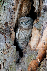 Little Owl (Athene noctua) juvenile hiding in a hole of an oldtree in the Netherlands. 