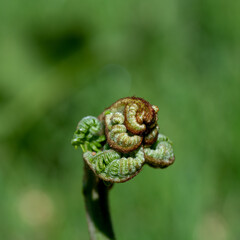 Spring fern with unfurling leaves