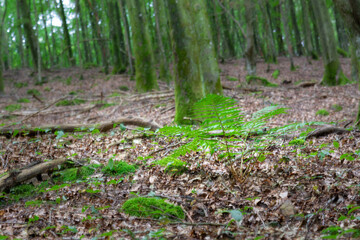 A beautiful green fern in an amazing lush green forest in Soderasen national park, Scania in southern Sweden. Woodland photography
