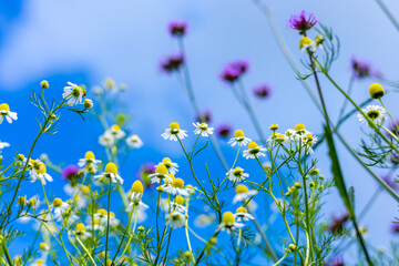 Daisy flower and blue sky blackground.