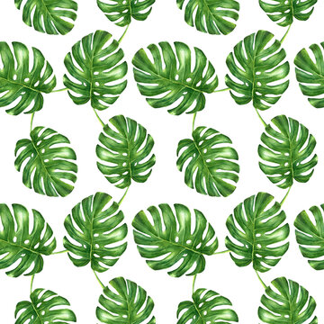 Watercolor monstera leaves hand drawn seamless pattern. © Volha