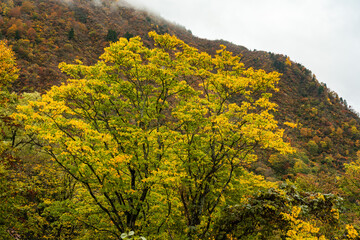 Naklejka premium 紅葉に染まる木々