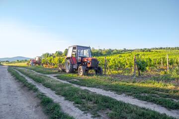 tractor in vineyards on summer day with blue sky