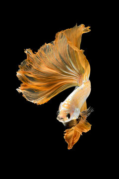 Close up art movement of Betta fish or Siamese fighting fish isolated on black background.Fine art design concept.