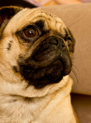 pug dog puppy