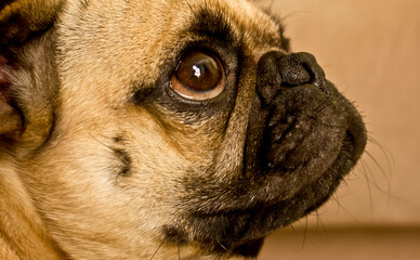pug dog puppy