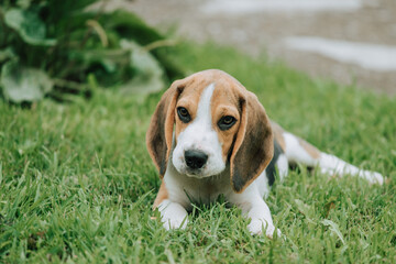 Cute male Beagle puppy, 3 months old, laying on the green grass