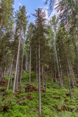 Fototapeta premium Trees on a hill in the forest under a blue sky with clouds