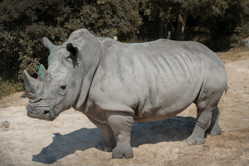 Obraz premium white rhinoceros standing in nature