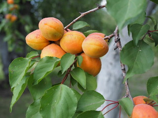 Ripe apricots on the orchard tree. Nature background.