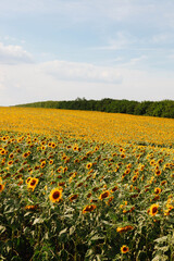 field of orange sunflowers