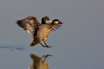 Red billed Teal on water