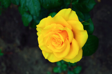 close-up - a beautiful yellow rose with a pleasant aroma, blooming in the garden, on a dark background