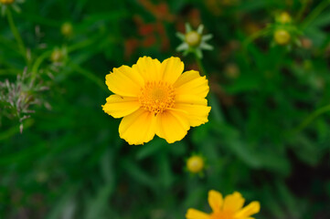 close-up - beautiful yellow flowers, small daisies blooming on a dark green background