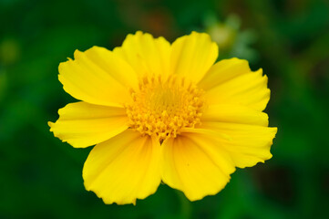close-up - a garden yellow daisy-like flower with rounded petals on a dark green background
