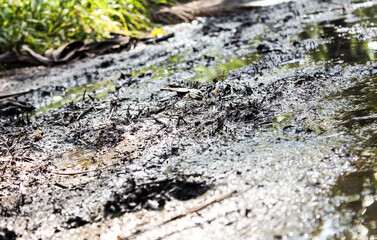 moss on the ground