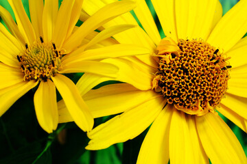 Kwiat z żółtymi płatkami