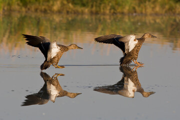 Duck's flying over water in the wild