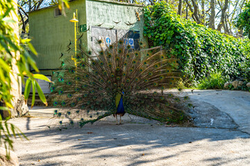 Indian Peafowl (Pavo cristatus) in Barcelona zoo
