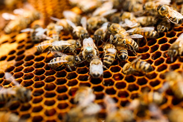 Golden honeycomb with bees