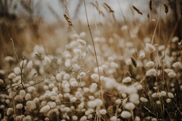 Hasenschwanzgras und Trockenblumen auf Feld im Wind © Christine
