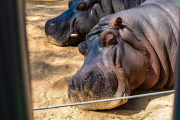 Common hippopotamus (Hippopotamus amphibius) in Barcelona Zoo