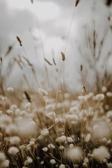 Acrylglasbilder Hasenschwanzgras und Trockenblumen auf Feld im Wind © Christine