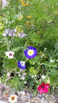 Die Schotterstra&szlig;e ist mit viel Gr&uuml;n und bunten Blumen geschm&uuml;ckt