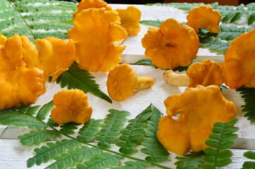 Yellow edible mushrooms chanterelle (cantharellus cibarius) with green fern on natural light wooden background