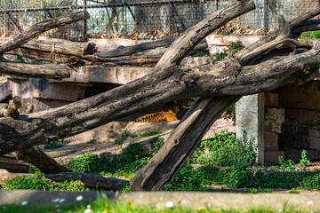 Sumatran tiger (Panthera tigris sumatrae) in zoo Barcelona