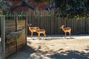 Black faced impala (Aepyceros melampus petersi) in zoo Barcelona