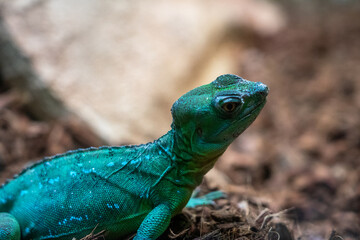 Iguana lizard dragon terrarium in zoo Barcelona