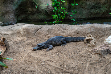 Dwarf crocodile (Osteolaemus tetraspis) in zoo Barcelona