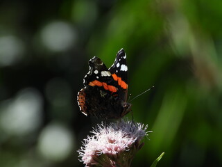 Papillon Vulcain