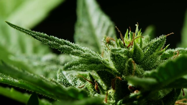 Close-up CBD cannabis plant and hemp inflorescence with water drops. Ganja Leaves Macro view. Vegetative stage of medical marijuana growth.