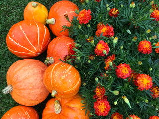 Bright autumn background with freshly picked ripe orange pumpkins on the green grass in a garden near a flowerbed with blooming marigolds. Top view, flat lay, close-up