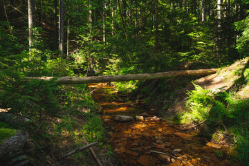 little stream in the forest