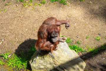 Bornean Orangutan (Pongo pygmaeus) in Barcelona Zoo
