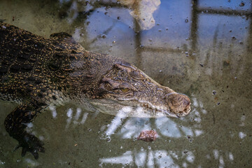 Alligator Caiman Crocodile reptile in zoo Barcelona