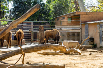 European bison (Bison bonasus) in zoo Barcelona