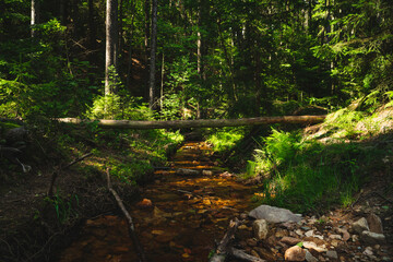 little stream in the forest