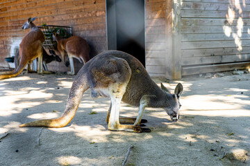 Red Kangaroo (Macropus rufus) in Barcelona Zoo © alzamu79