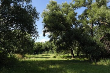 Summer landscape with trees and sky