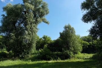 Summer landscape with trees and sky